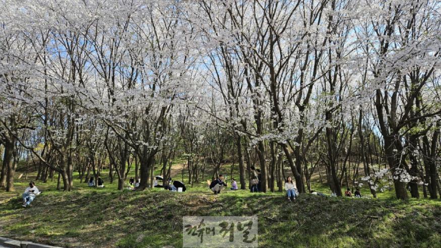 3. 고양시 벚꽃놀이 명소 ‘성라산 고양둥이동산’으로 봄나들이 오세요 (1).jpg