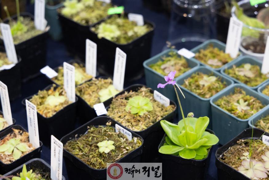 (포토) 2-2. 2025고양국제꽃박람회 희귀식물페어 ‘식집사 Day’.jpg