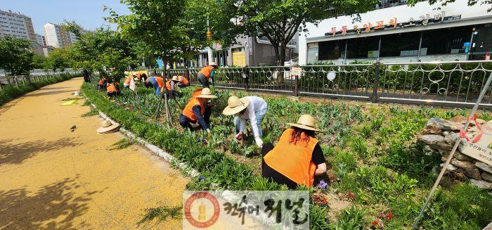 0512 계양3동 주민자치회, 봄 맞이 수변 꽃길 정비 활동.jpg