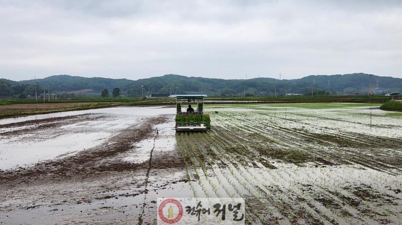 2. 파주시, 작물실증시험포장 모내기 실시 (1).jpg